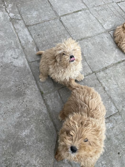 Продавам кученца пудели