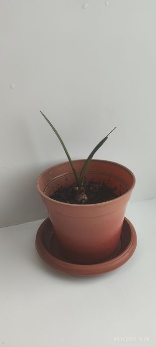 Продам цветы комнатные.