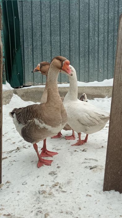 Гусак и две гусыни