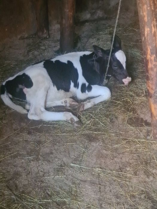 Vitica holstein 5 pe6 saptamhni suge la biberon la vaca din vaca bună de lapte