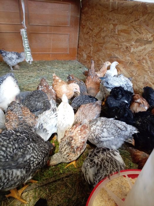 Vand pui de diferite vârste