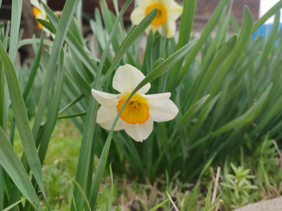 Крупно корончатые нарциссы. Луковицы