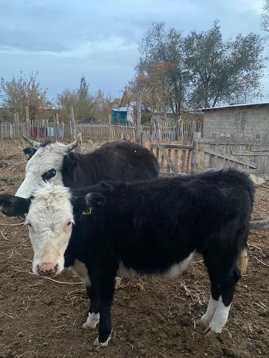 Сиыр бұзауымен .