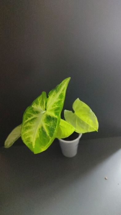 Продам разные виды сингониумов
