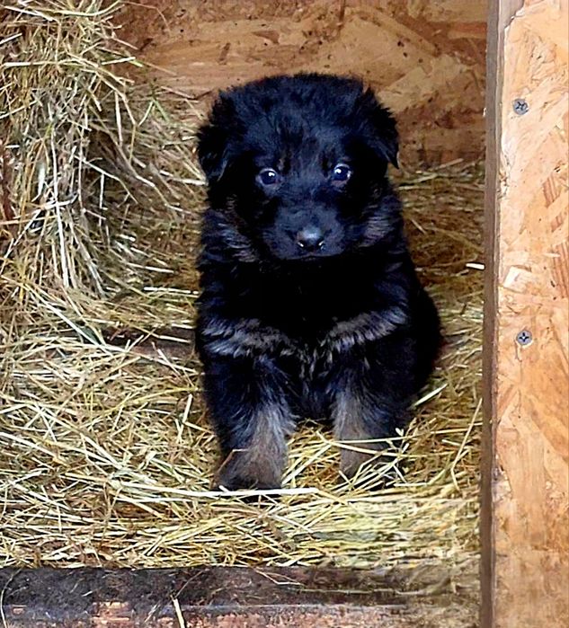 Ciobanesc german linie veche