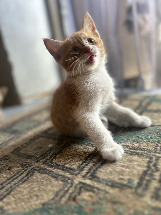 Отдам котят в добрые руки !