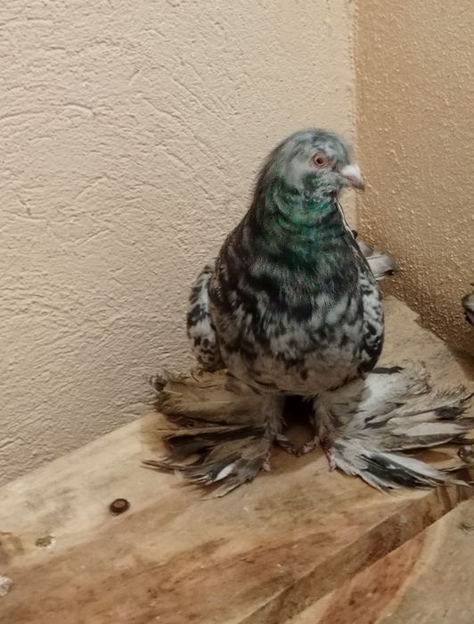 Голуб челкар кептер