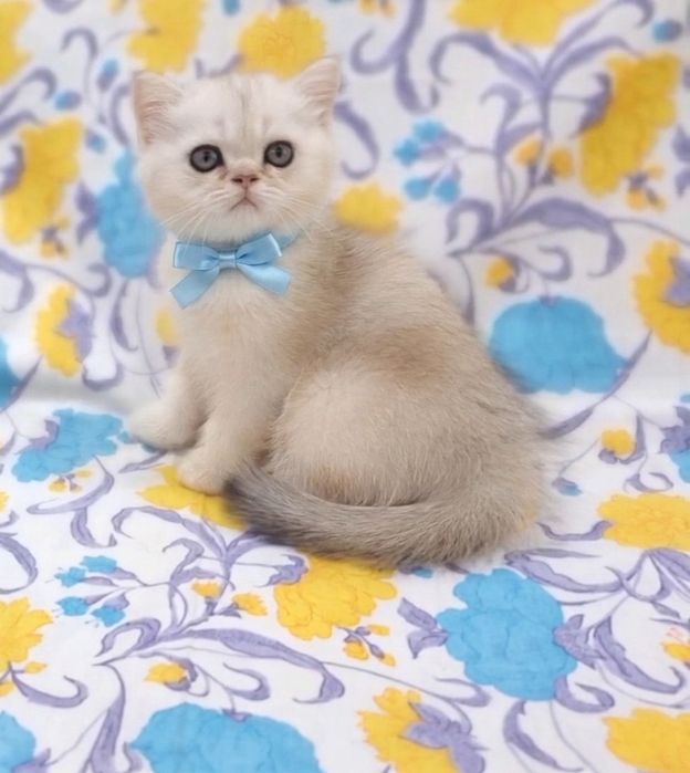 Серебристая шиншила мальчик.