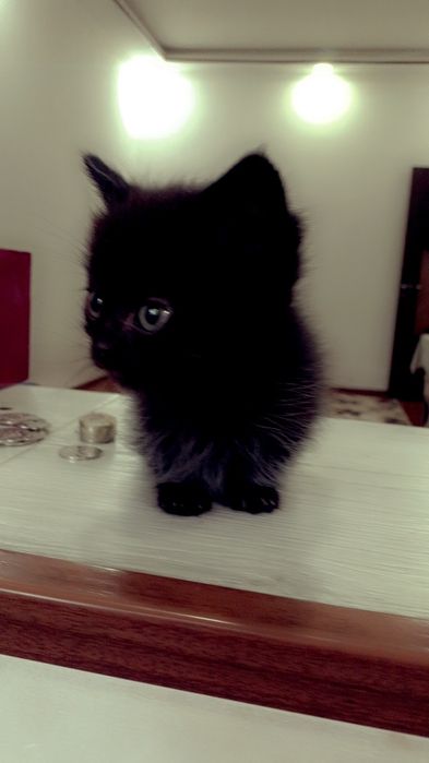 МАНЧКИНЫ  котики короткие лапы