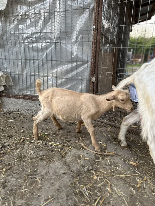 Disponibil tapisor metis alpin francez cu saanen