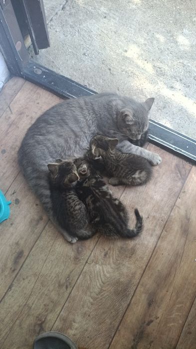 Котята  крысоловы возраст 2 месс