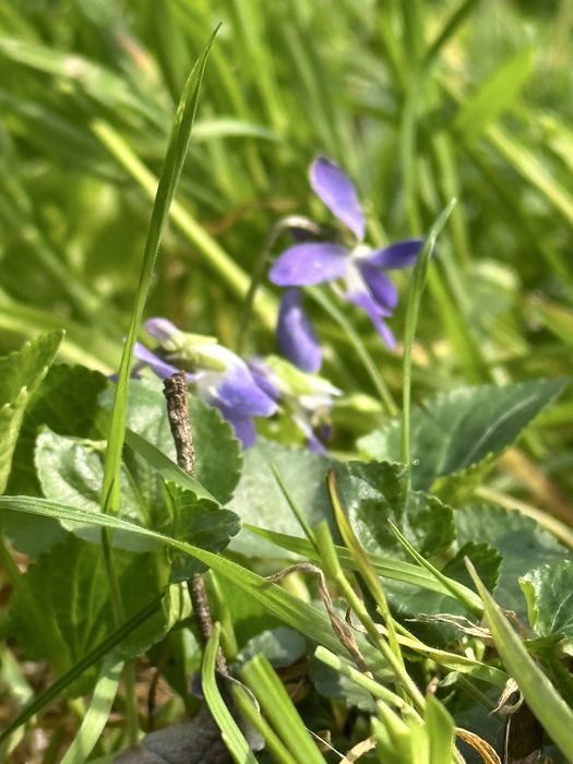 Продава се Къща в с. Богдан, Област Добрич - 60 кв.м за 220 €/кв.м - Снимка #9