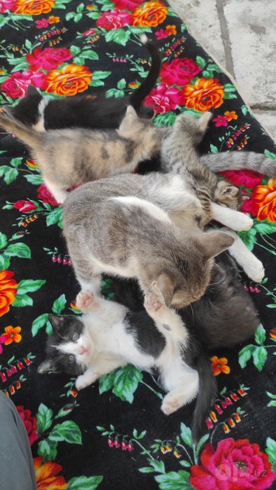 Кошки отдам бесплатно