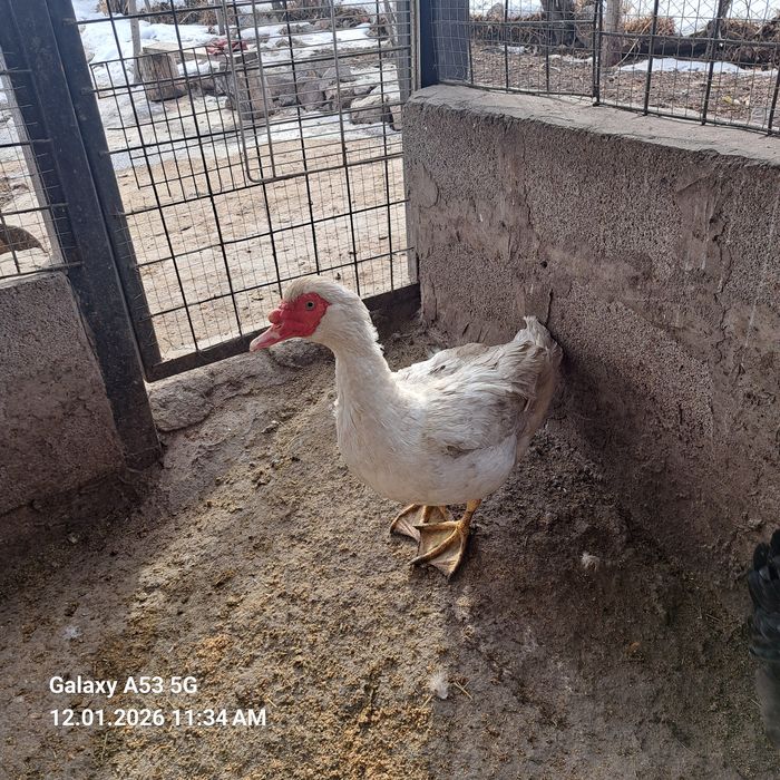 Продам самца инодоутки