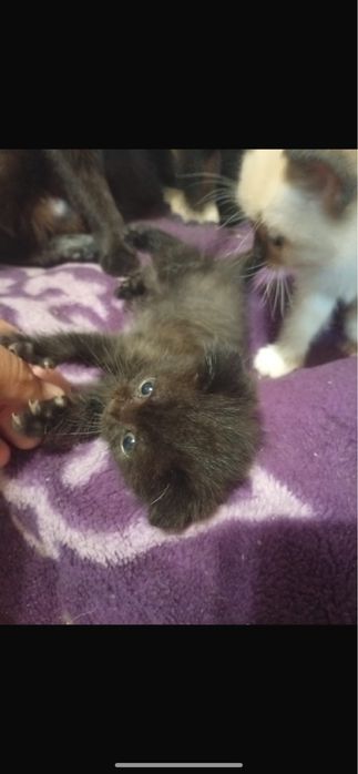 Котята шотландской кошки шоколадки и светленький пол разный