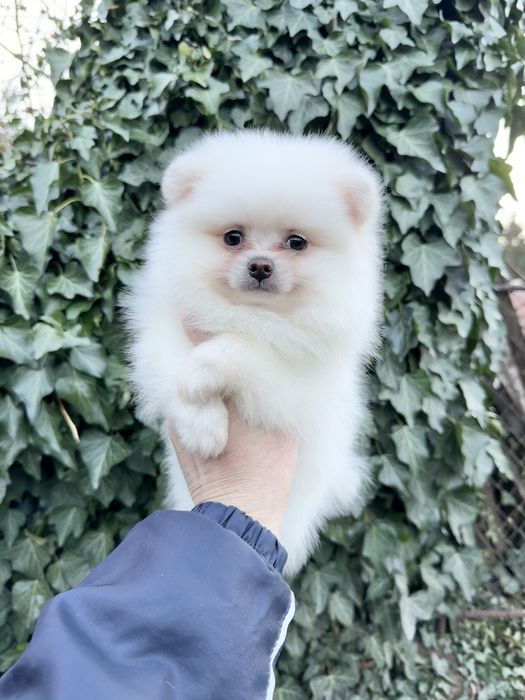 Померан мини момче със втора ваксина