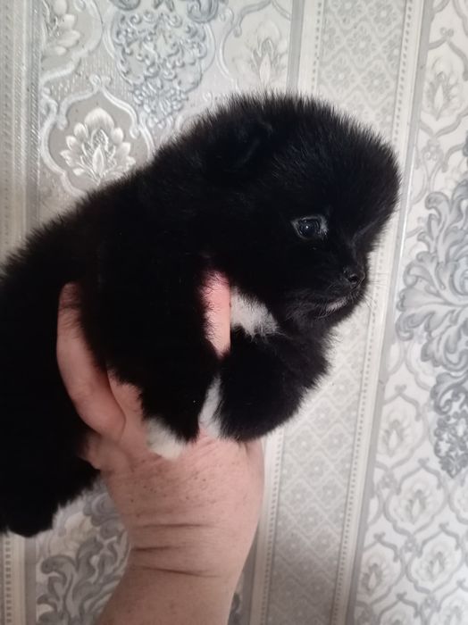 Продам щенков шпица