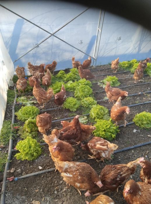 Кокошки носачки  Ломан Браун