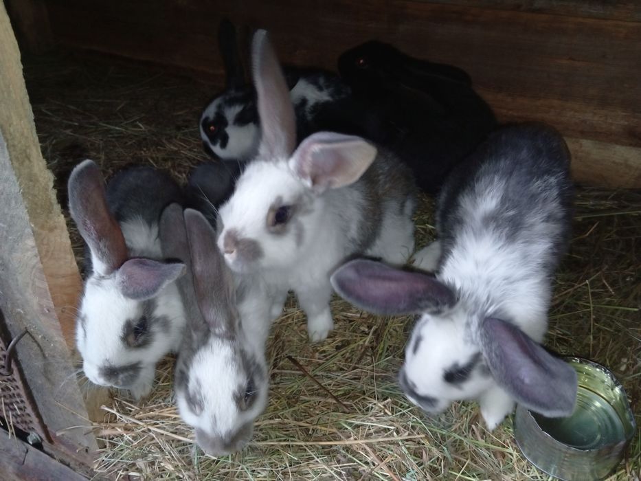 Продам. Кроликов