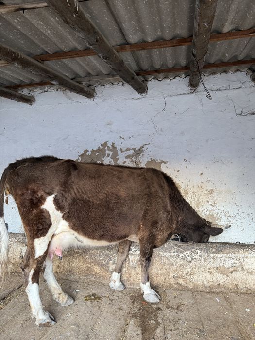 Бұзаулы Сиыр Сатылады