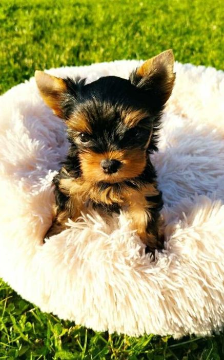 Йоркширски териер малък