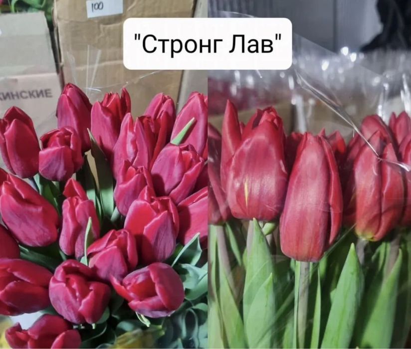 Цветы тюльпаны Астана правый берег