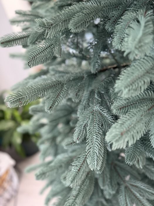 Brad argintiu sersimo