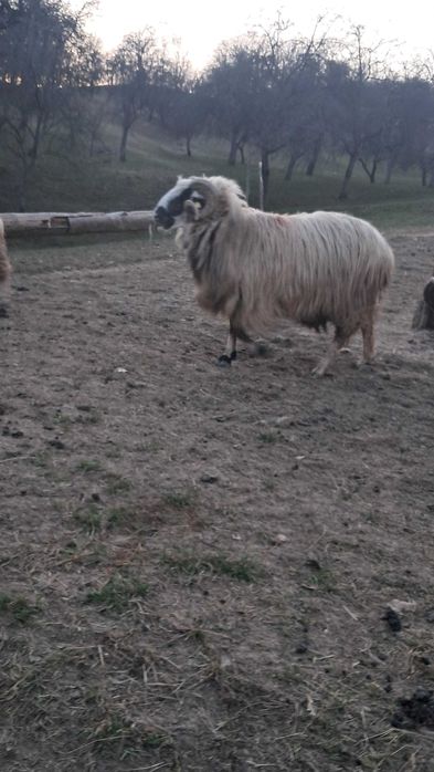 Vând berbeci pentru monta