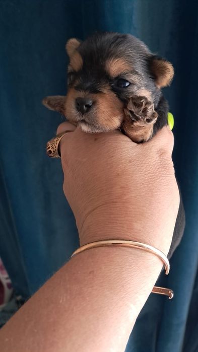 Йоркширские терьеры мальчики и девочки