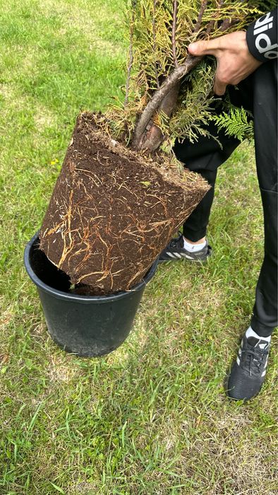 Leylandii chiparod Gard viu