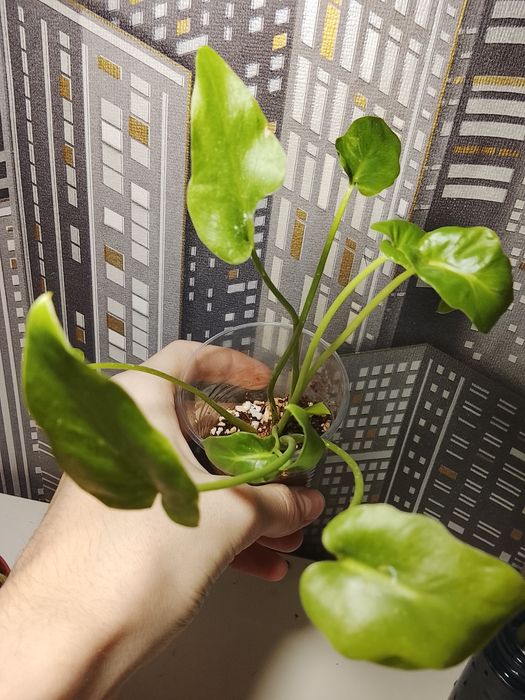 Филодендрон детка