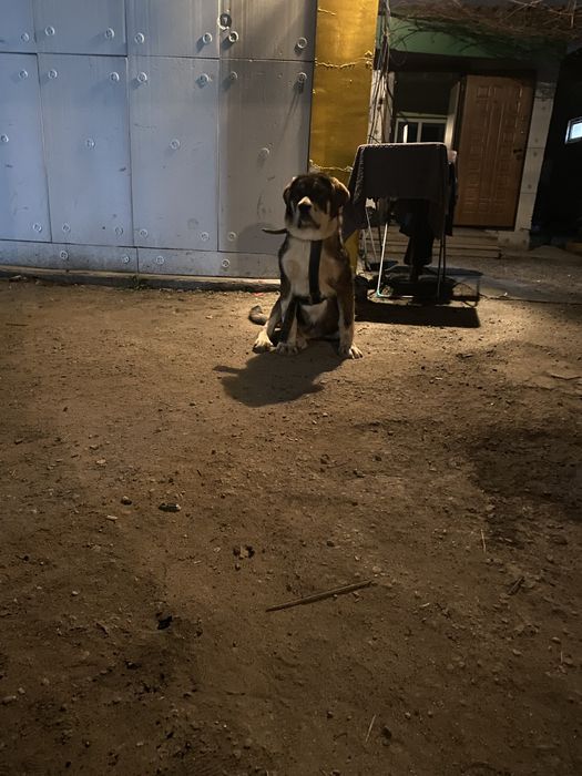 Алабай 10 меся