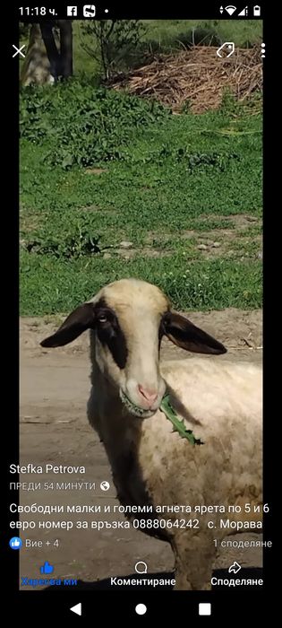 Свободни агнета ярета