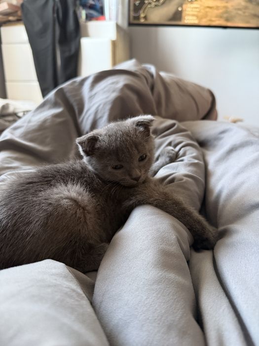 Чистокровный британский котенок