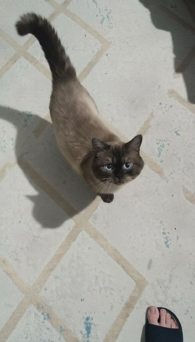 Отдам котика в добрые руки