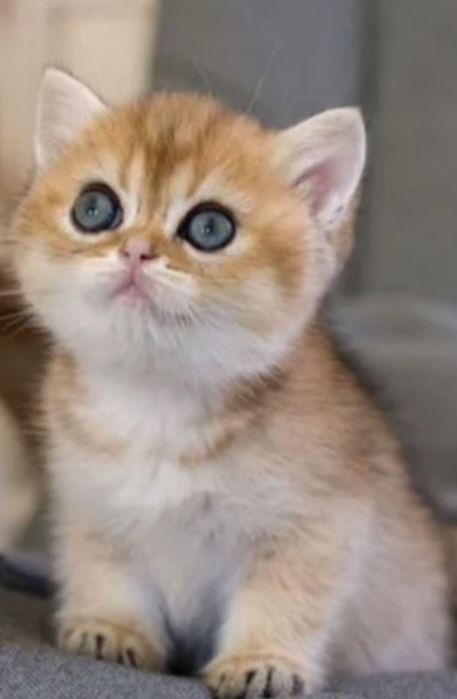 Продажа золотых шиншил