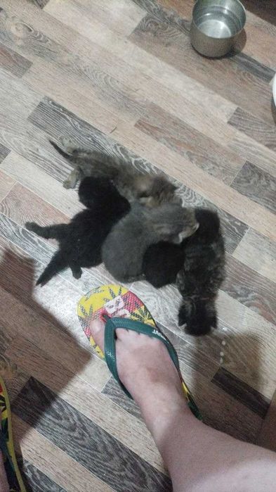 Котята в хорошие руки