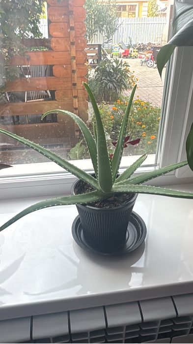 Цветы для офиса и дома.