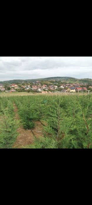 Producator gard viu mereu verde ,Leyland,Laur,Photinia