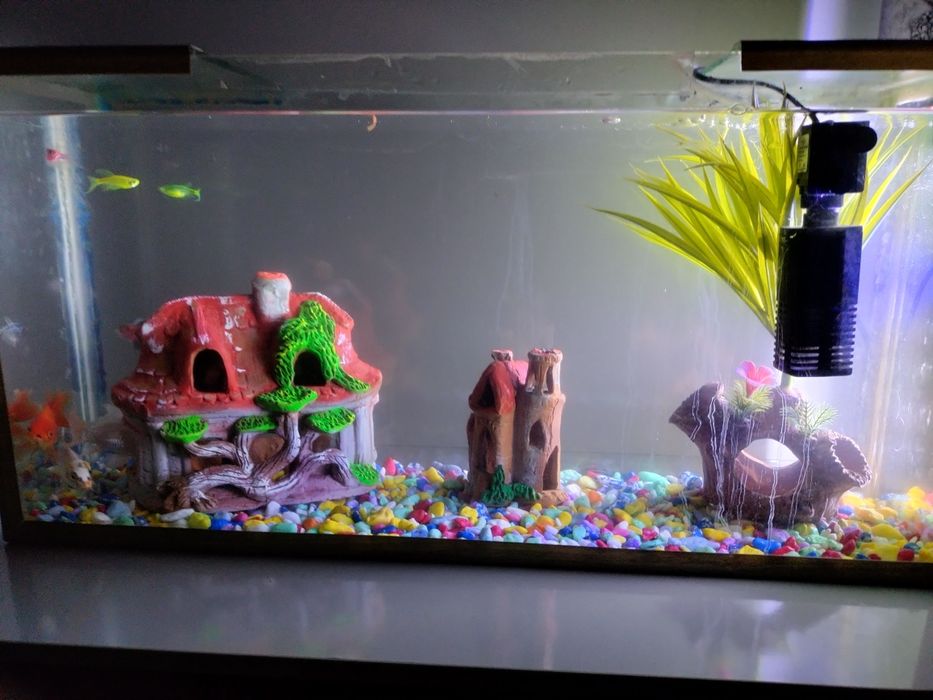 Baliqlar sotiladi akvariumi bn birga