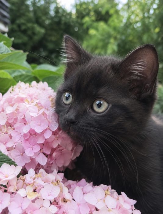 Отдам котят в добрые руки