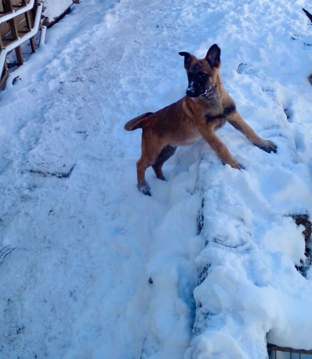 Белгийска овчарка Малиноа/ Malinois ›