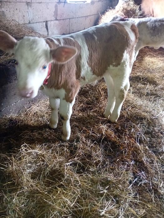 Vănd două vițele și un tăuraș