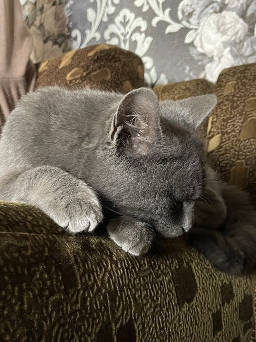 Кошка, мушук