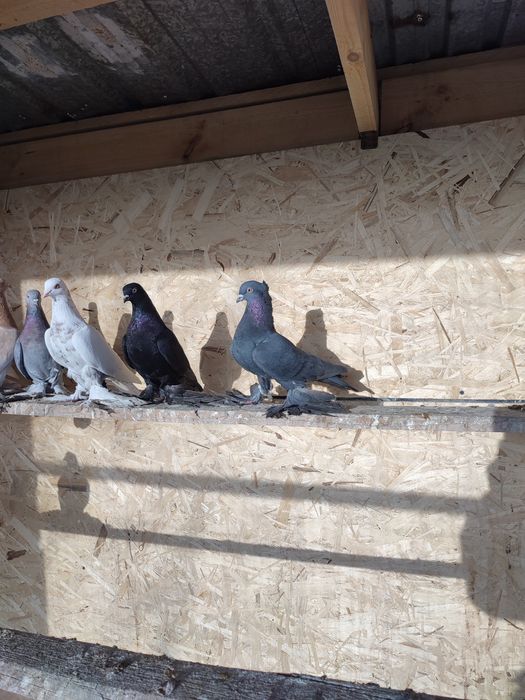 Самец жук чубатый прошлогодний