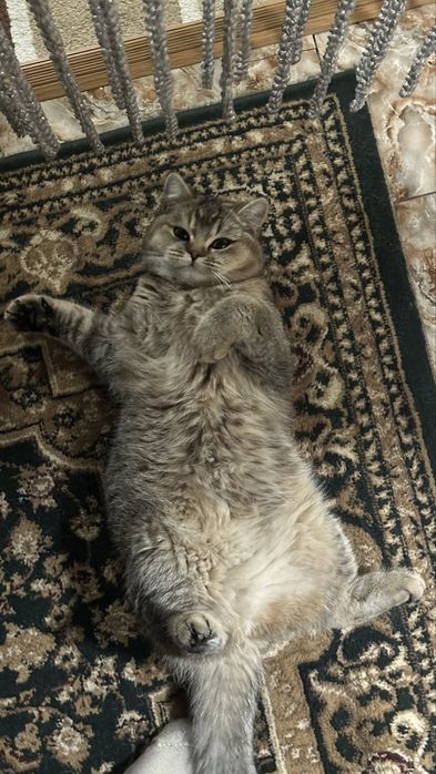 ВЯЗКА, кошка скоттиш (Juftlash uchun)