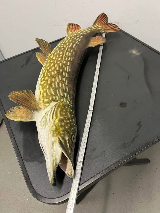 Препарирана щука - риболов