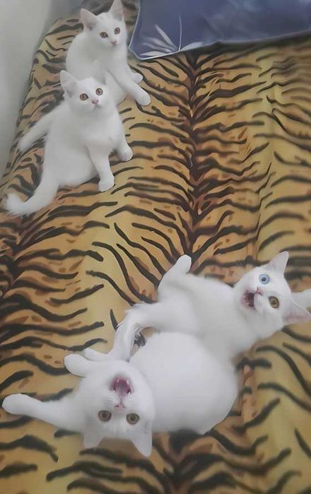Отдаем совершенно бесплатно в самые добрые и ответственные руки котят.