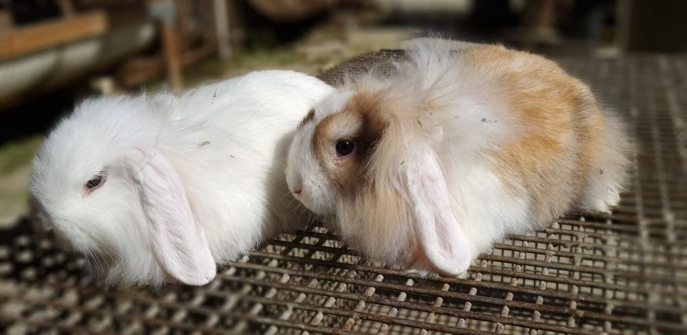 Quyonlar sotiladi кролики продаётся