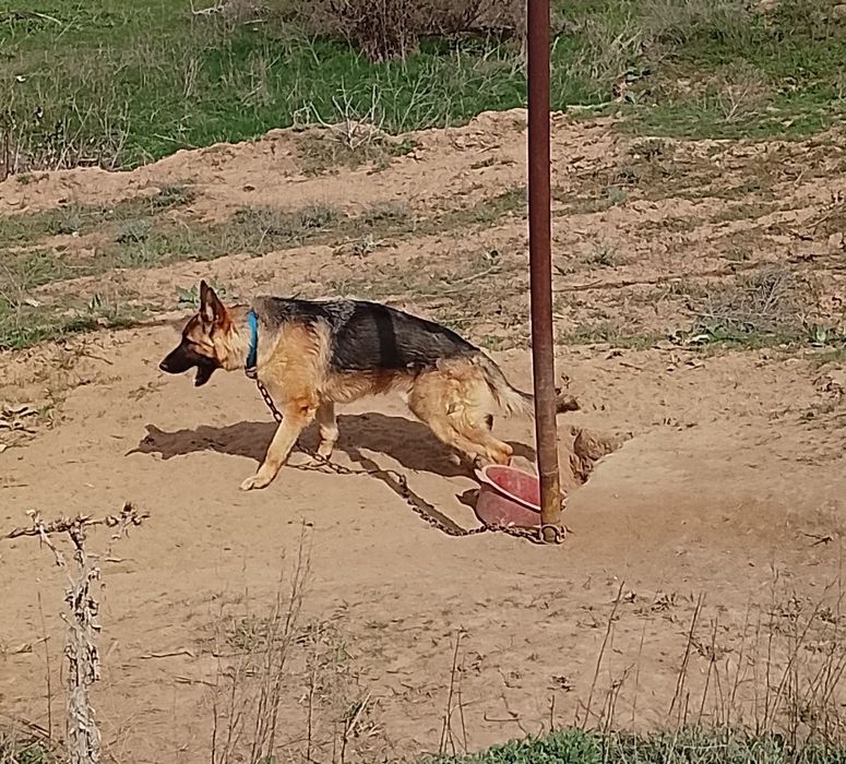 Немецкий овчарка